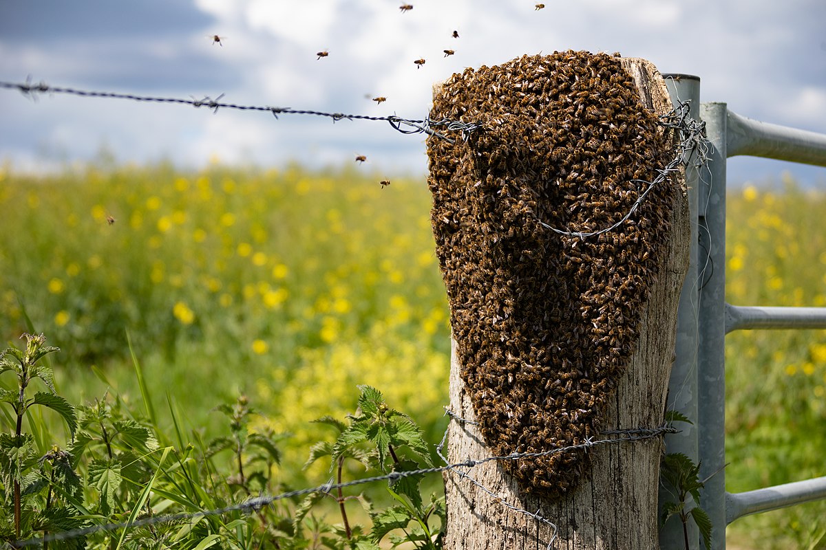 Včelí rojení. I včely odpočívají. Volejte pana Glasera z Ořechu, pokud uvidíte odpočívající roj.