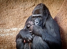 V pavilonu Rezervace Dja v pražské zoo se narodilo první gorilí mládě
