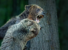 Boj medvědů se stal fotografií roku sedmého ročníku Czech Nature Photo