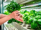 Vyzkoušejte si pěstování budoucnosti na hydroponické farmě!