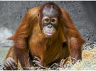 Orangutan Kawi má narozeniny. Děti mu mohou do zoo přijít popřát za korunu