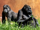 Světový den goril a výročí 60. let chovu goril v Zoo Praha