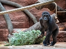 Vánoce a Nový rok v pražské zoo