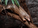 V zoo se o víkendu budou slavit narozeniny Šišky