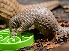 Chovatelský úspěch pražské zoologické zahrady
