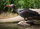 Zoo Praha: Prázdninová sleva – v podvečer za stovku