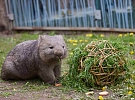 Víkendový program v zoo: Sobota - Den s vombaty, neděle – Den otců