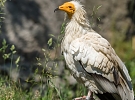 Pražská zoo oslaví Mezinárodní den supů a kondorů