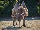 Pražská zoo oslaví Světový den velbloudů